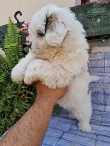 Shitzu minie