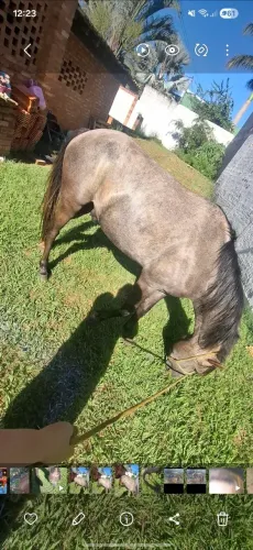 Cavalo petiço