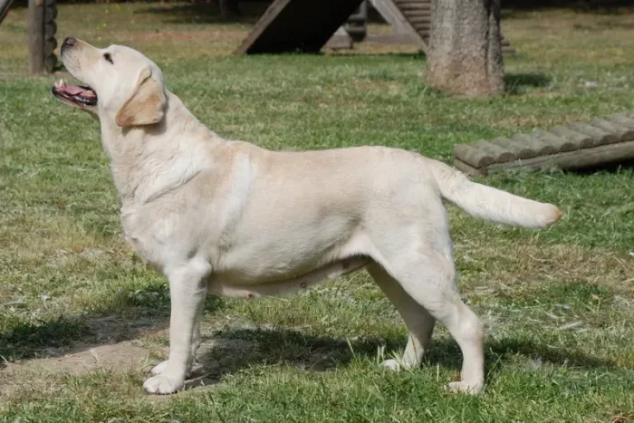 Doação de Cachorros Golden e Labrador