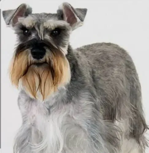 Perfeitos schnauzer