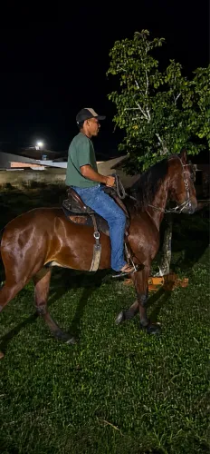 Cavalo mangalarga