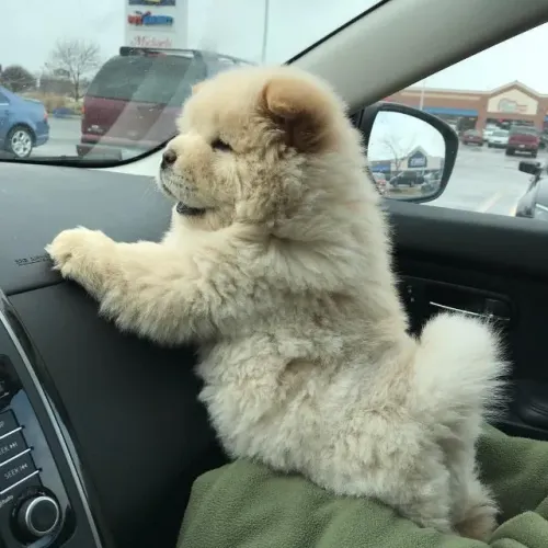 Filhotes de Chow Chow | Amor que não tem fim.