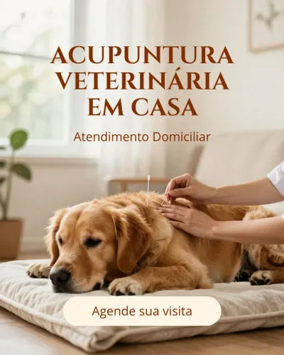 Acupuntura para seu pet sem sair de casa!
