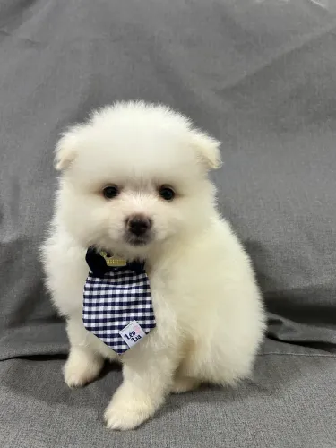 Lulu da Pomerânia (spitz alemão)
