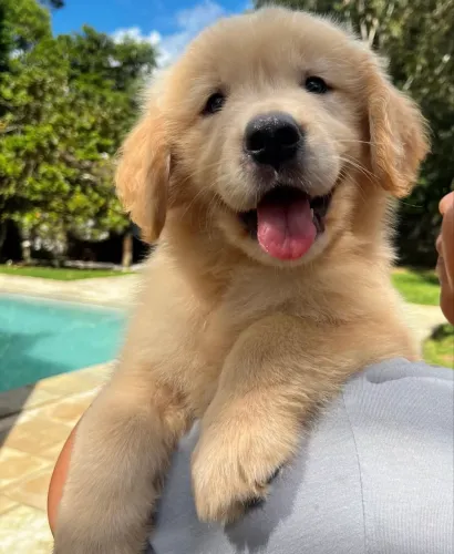Golden com 80 dias vermifugado 