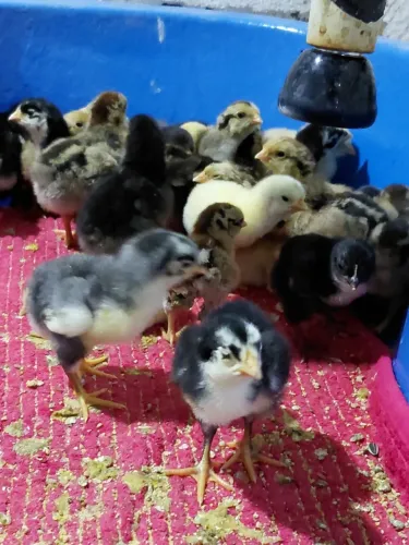 Ovos e pintinhos Gsb