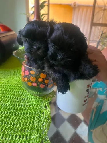 Shitzu miniaturinha 