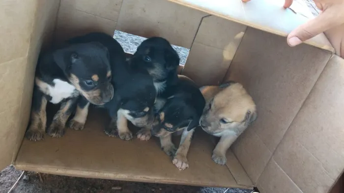 Filhotes de cachorro para doação