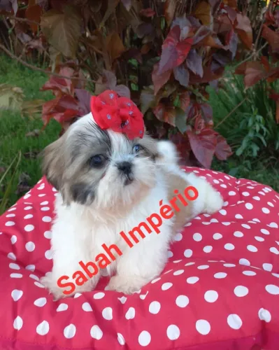 Filhote Shih Tzu 2.500 dividido em 10X S/ juros