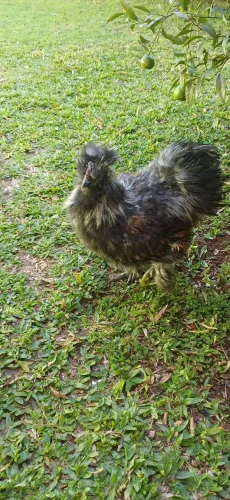 Vende se galo ? sedoso do Japão rasa pura  
