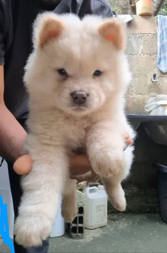 Filhotes de Chow-Chow