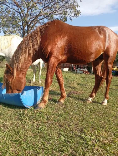 Cavalo, garanhão, dócil a venda