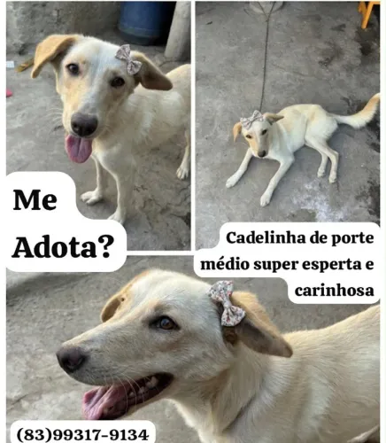 Cadelas de porte médio para adoção.