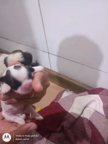 Filhotes shih Tzu