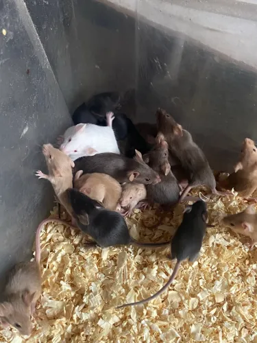 Ratinhos topolinos lindos 