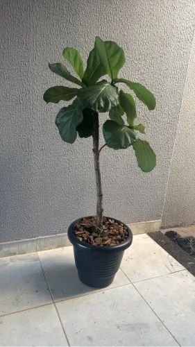 Planta Fícus Lyrata