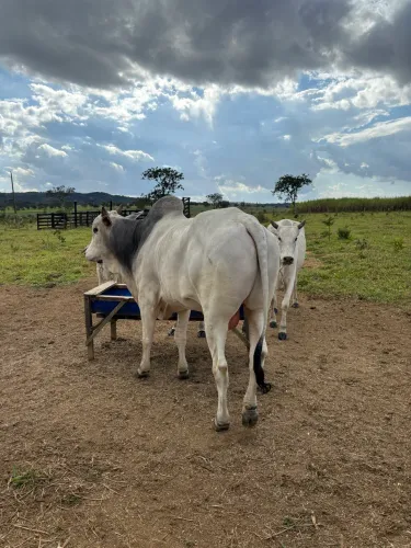 touro nelore,faz 4 anos mês 9 c registro junto a ABCZ acompanha exame andrológico