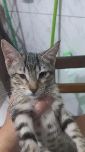 Gatinha