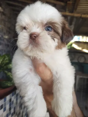 Shitzu Macho PRONTA ENTREGA