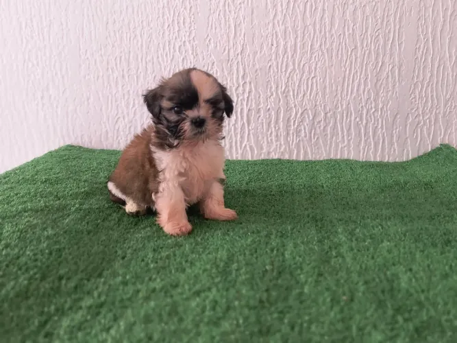 Filhote de Shih Tzu 