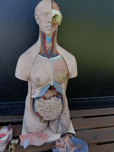 Modelo torso 85cm