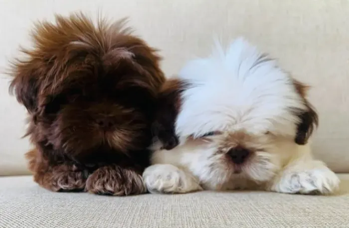 Filhotes de shihtzu
