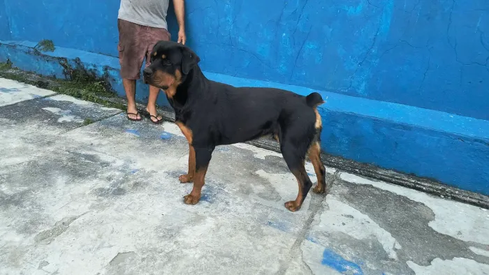 Filhote Rottweiler