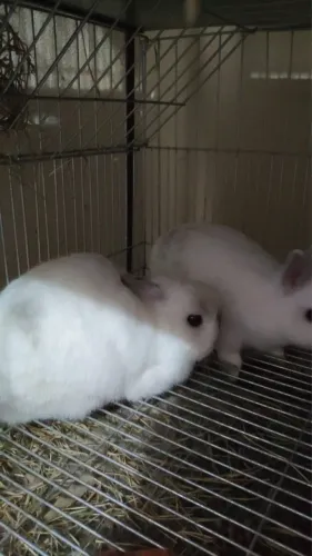 Doação Coelho anão Netherland Dwarf