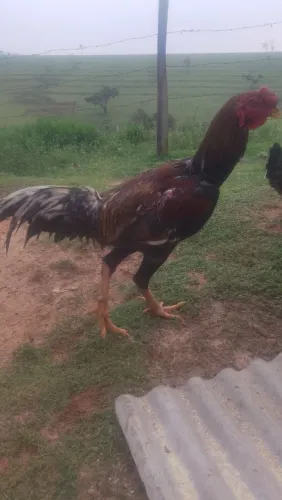 Galo índio gigante
