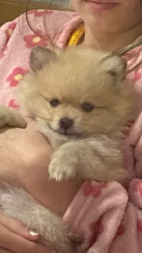 Macho spitz alemão