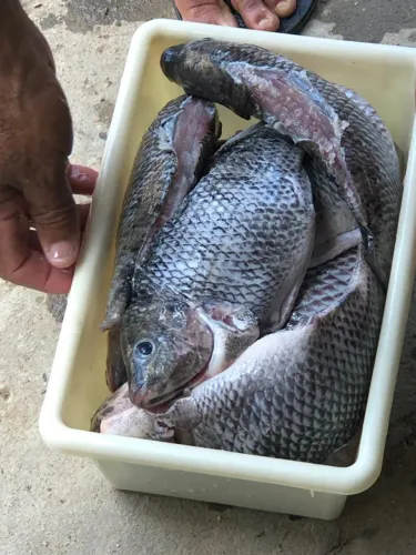 TILÁPIA FRESCA