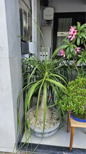 Planta Para de elefante