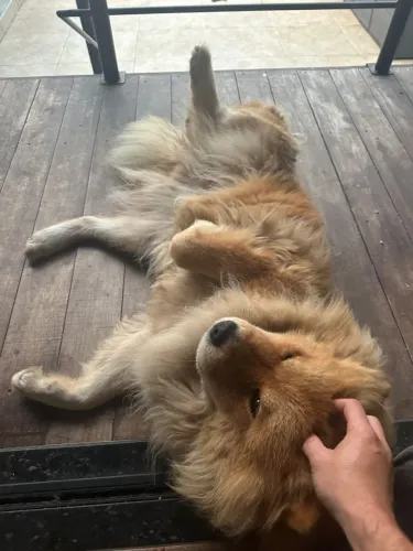 Vendo raça chow chow