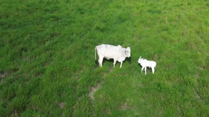 350 hectares com 250 hectares abertos em pasto massai ,Mombaça e braquiaria R$ 6 milhões