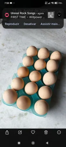 Ovos de galinha gsb
