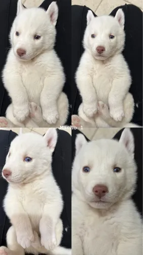 Husky Siberiano 