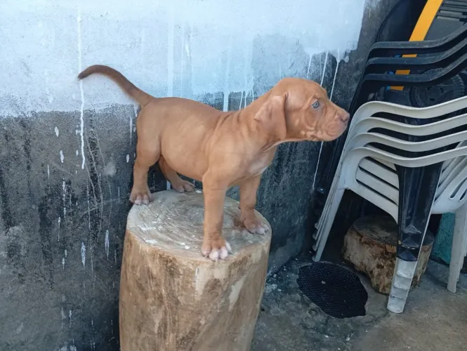 Pit Monster 