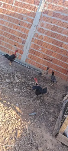 Vende-se 3 galinhas índias e um galo indo