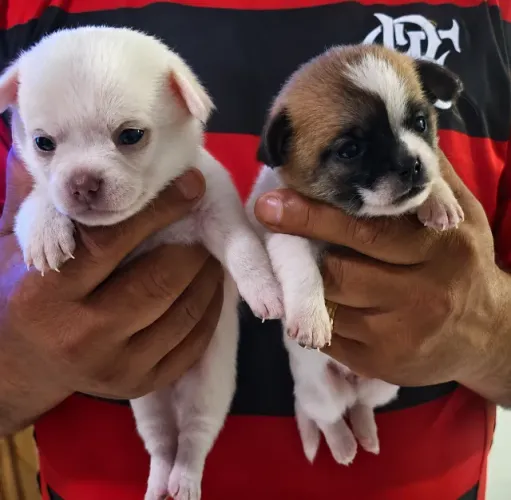 Chihuahua raça pura lindos pelo seda macho e fêmea 