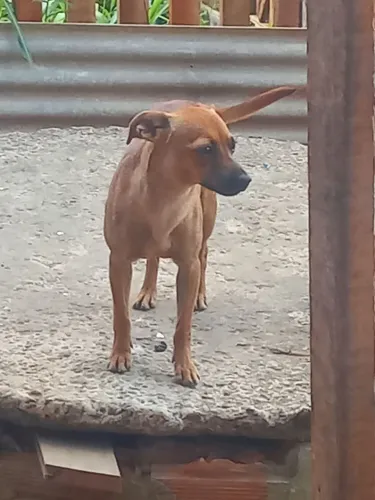 Doação pinscher fêmea 