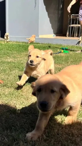 Golden O pet que vai transformar sua rotina