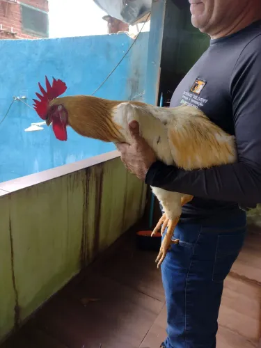 Galo Caipirão 5 meses Saudável grande