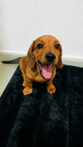 salsichinha mini (dachshund)