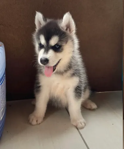 Estou doando Husky siberiano