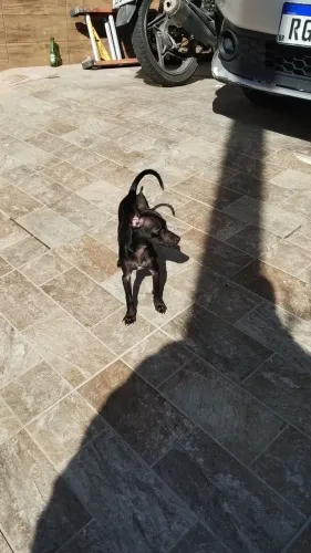 Vendo Pincher zero 48 dias , com vacinas importada , fesverminsdo , dócil, não encomoda