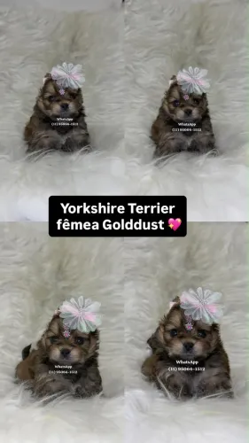 Yorkshire fêmea Goldust 