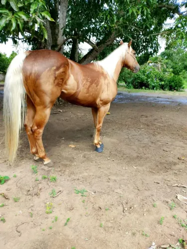 Vendo cavalo de vaquejada