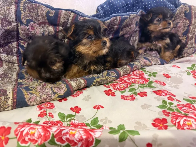 Yorkshire Macho R$ 1,200