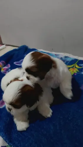 Filhotes Shih Tzu macho 