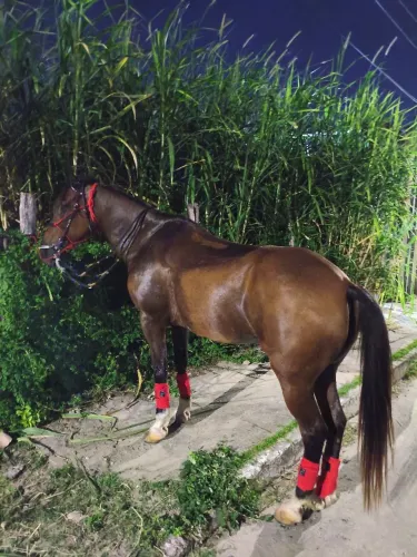 Cavalo mestiço quarto de milha já entrego selado e com cabresto de cabeçada